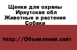 Щенки для охраны - Иркутская обл. Животные и растения » Собаки   